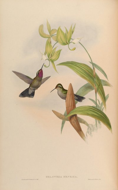 Delattria henrici = Lampornis amethystinus door John Gould